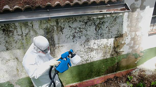 Top rated local Mold Remediation specialists in Burlington, KY